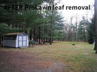Back yard after ProLawn leaf removal, Walnut Bottom, PA