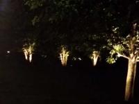 Garden lights shining on the trees